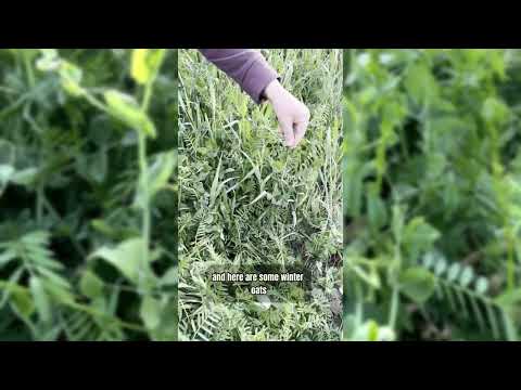 All Cover Crop Collection