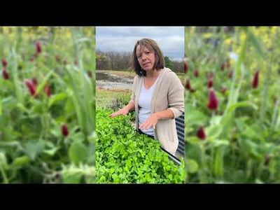 Crimson Clover