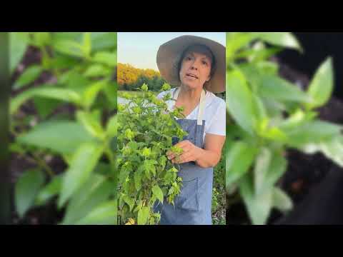 Bergamot (Bee Balm)