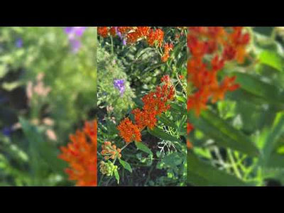 Butterfly Milkweed