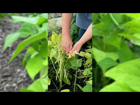 Golden Wax Bean Seeds