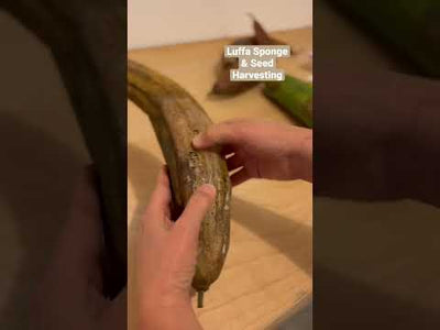 Luffa Gourd