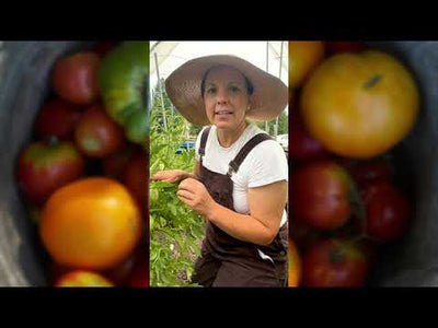 San Marzano Tomato Seeds