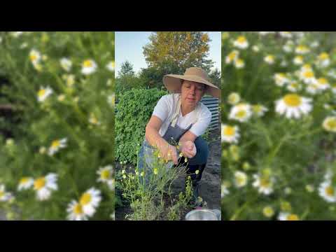 German Chamomile