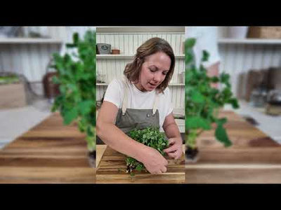 Microgreens Pea