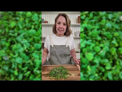 Microgreens Mung Bean