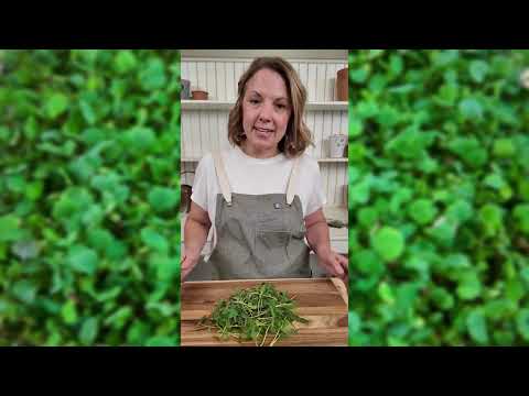 Microgreens Mung Bean