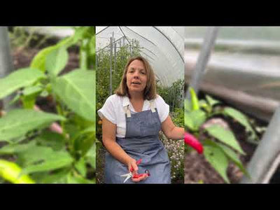 Cayenne Pepper Seeds