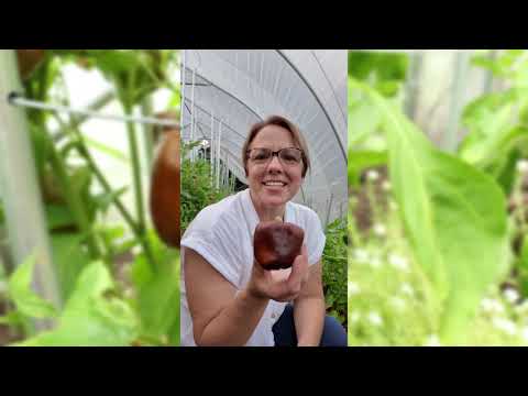 Chocolate Beauty Pepper Seeds