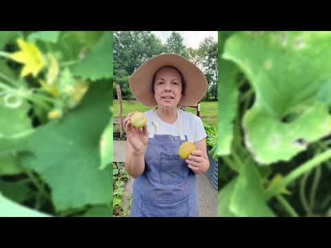 Lemon Cucumber Seeds