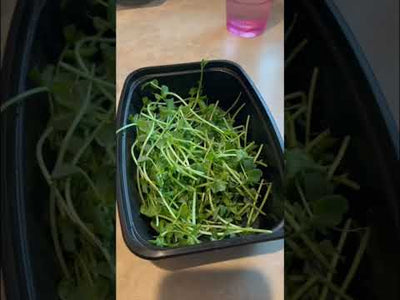 Microgreens Fenugreek