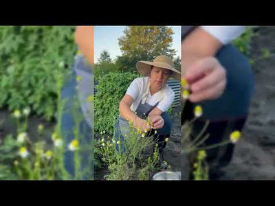German Chamomile