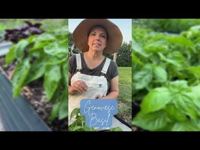 Genovese Basil Seeds