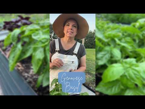 Genovese Basil Seeds