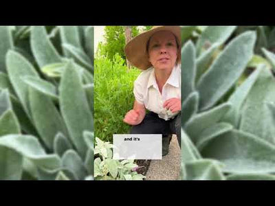 Lamb's Ear