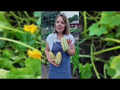 Delicata Winter Squash