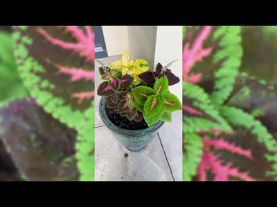 Rainbow Mix Coleus Seeds
