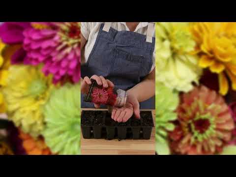 Cactus Flower Mix Zinnia