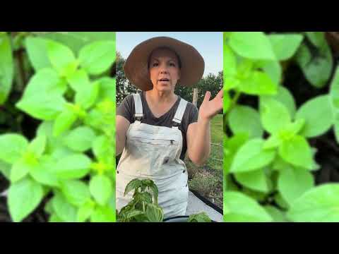 Greek Basil