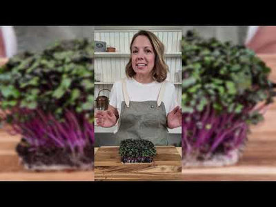 Microgreens Red Cabbage