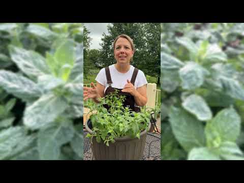 mint plant going to seed Mint Seeds for Planting