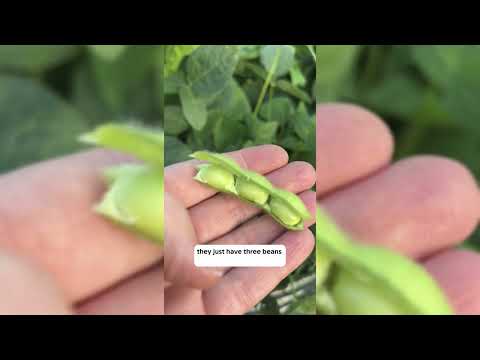 Chiba Green Soy Bean Seeds