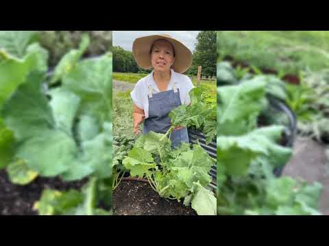 Vates Collards