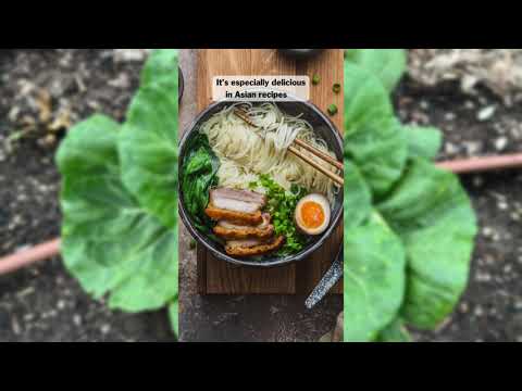 White Stem Pak Choi (Bok Choy)