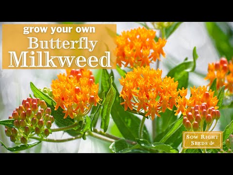 Butterfly Milkweed Seeds for Planting