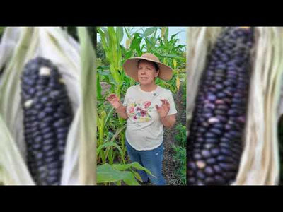 Blue Hopi Corn