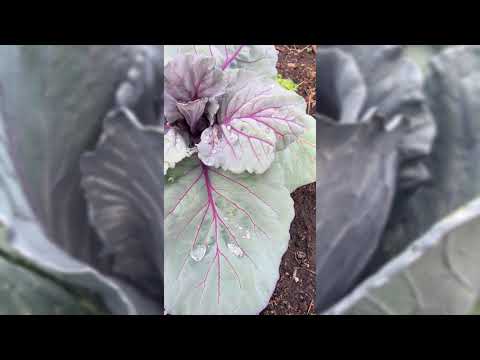 planting red cabbage seeds Red Acre Cabbage Seeds for Planting