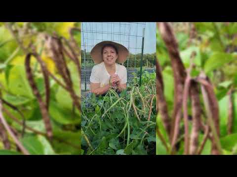 Black-Eyed Cowpea