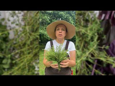 Thyme
