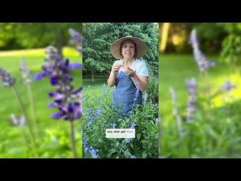 Blue Sage