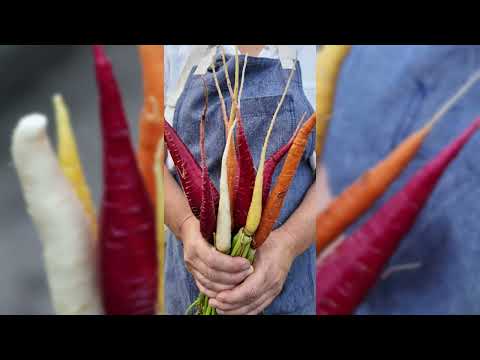 Rainbow Mix Carrot Seeds