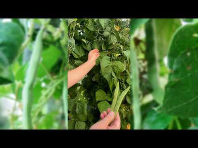 Kentucky Wonder Pole Bean Seeds