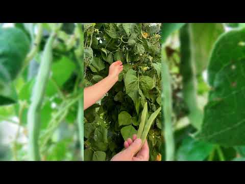 Kentucky Wonder Pole Bean Seeds