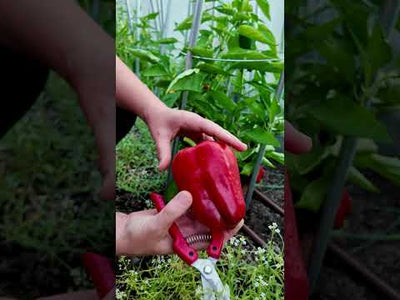 California Wonder Pepper Seeds