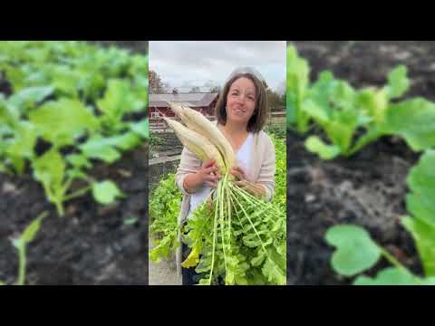 Daikon Driller Radish Cover Crop