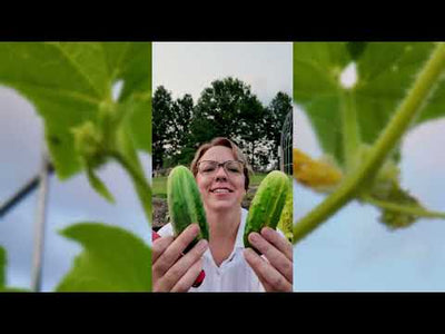 National Pickling Cucumber Seeds