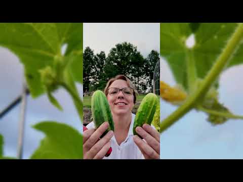 harvesting cucumber seeds for planting National Pickling Cucumber Seeds for Planting