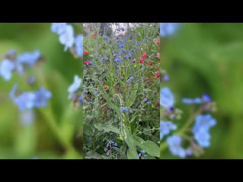 Chinese Forget-me-not Seeds