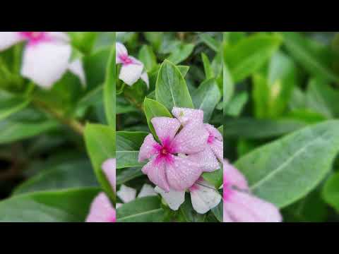 periwinkle flower seeds Periwinkle Flower Seeds