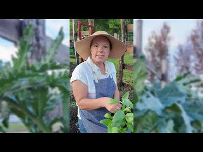 Green Globe Artichoke