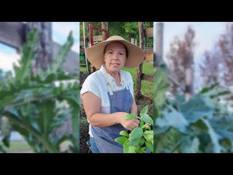Green Globe Artichoke