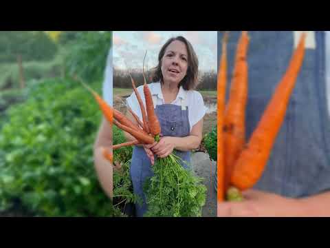 Imperator 58 Carrot Seeds