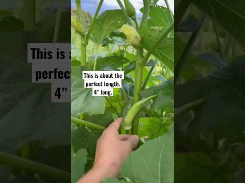 Clemson Spineless Okra for Planting