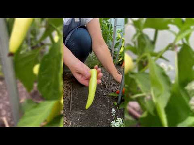 Sweet Banana Pepper Seeds