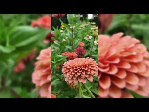 Salmon Queen Zinnia