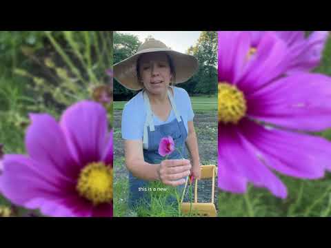 Radiance Cosmos